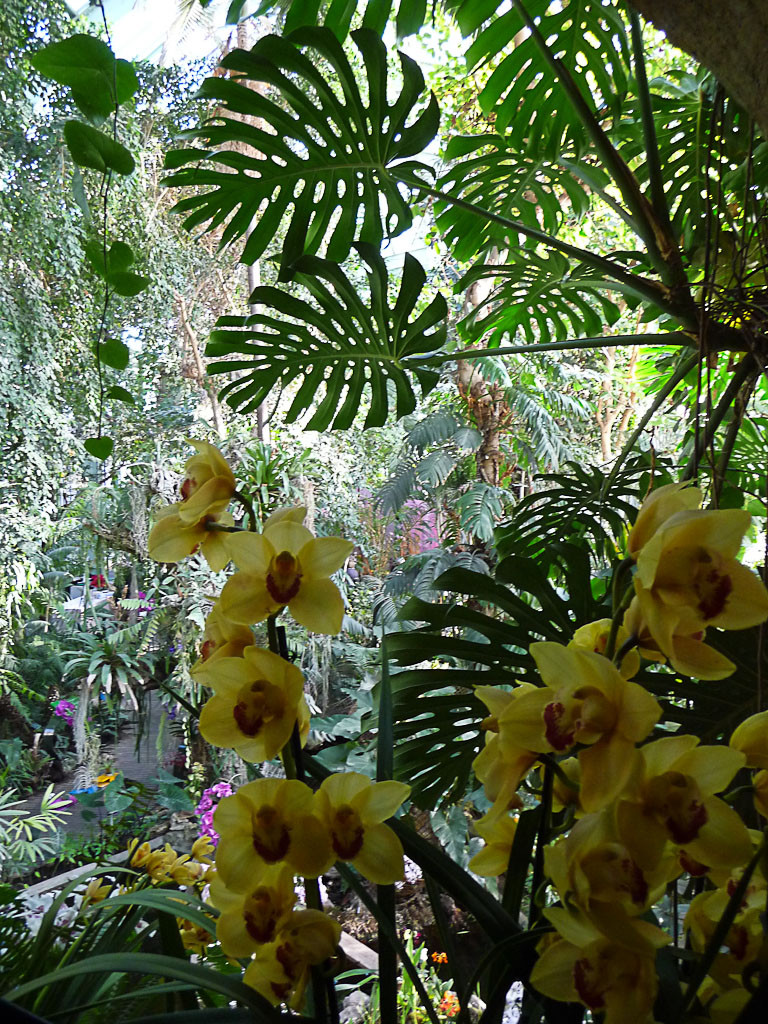 Exposition Mille et une orchidées, grande serre du Jardin des Plantes, Paris 5e (75), 21 février 2013, photo Alain Delavie
